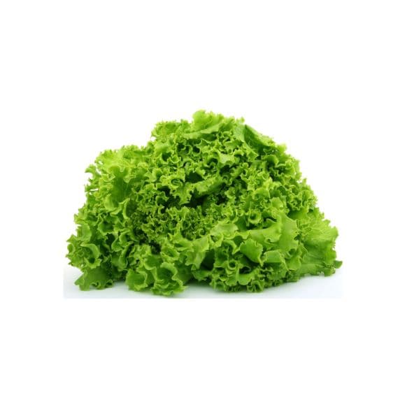 Lechuga Romana