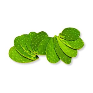Nopal